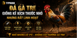 Đá Gà Tre - Giống Kê Kích Thước Nhỏ Nhưng Rất Linh Hoạt