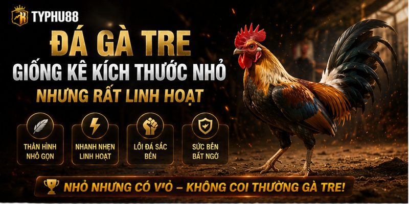 Đá Gà Tre - Giống Kê Kích Thước Nhỏ Nhưng Rất Linh Hoạt