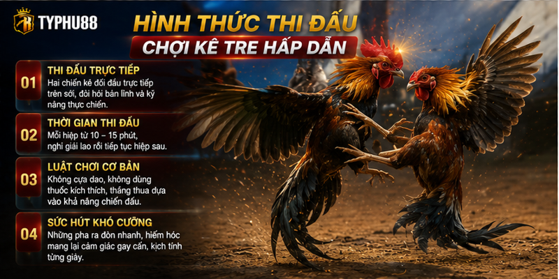 Hình thức thi đấu chọi kê tre hấp dẫn Hình thức thi đấu chọi kê tre hấp dẫn