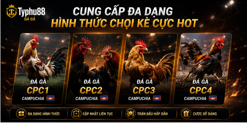Cung cấp đa dạng hình thức chọi kê cực hot Cung cấp đa dạng hình thức chọi kê cực hot