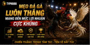 Mẹo Đá Gà Luôn Thắng Mang Đến Mức Lợi Nhuận Cực Khủng 