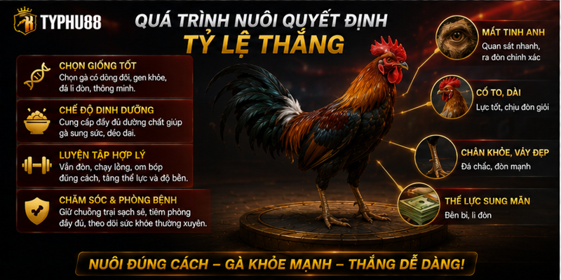 Quá trình nuôi quyết định tỷ lệ thắng 